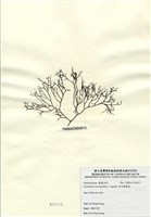 藏品(傘房龍鬚菜)的圖片